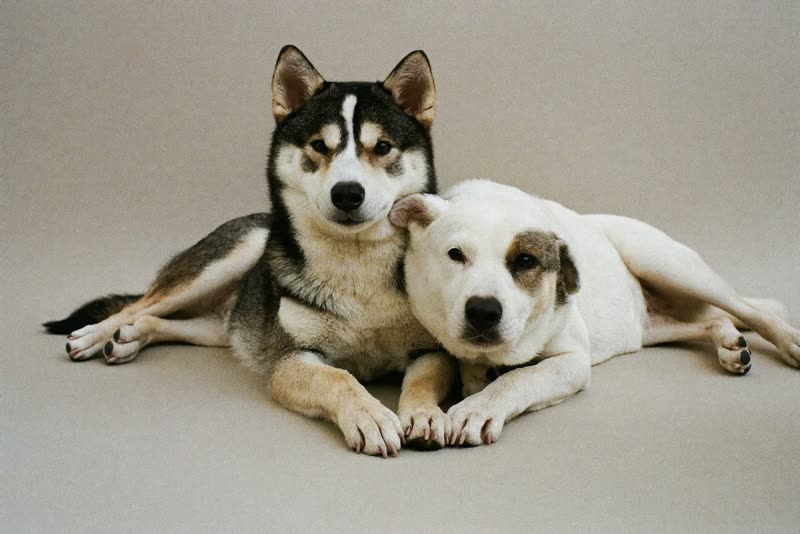 Two dogs lying settled side by side