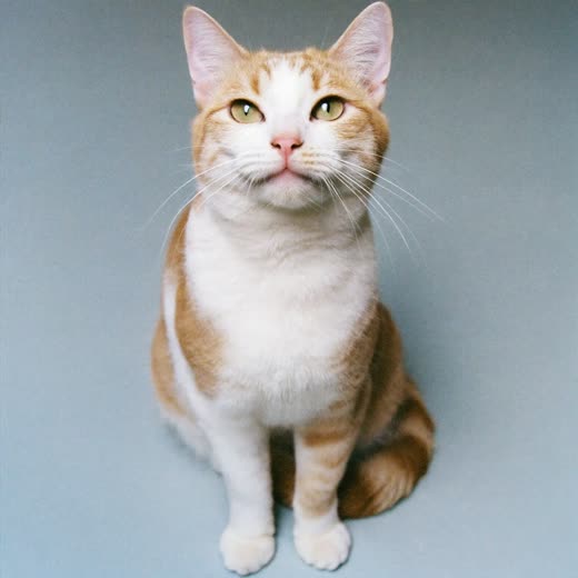 A cat sitting calmly